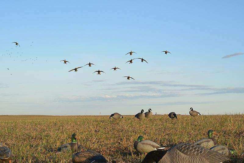 Saskatchewan duck hunts - Prairies Edge Outfitting Guided duck hunts in Saskatchewan with Prairies Edge Outfitting