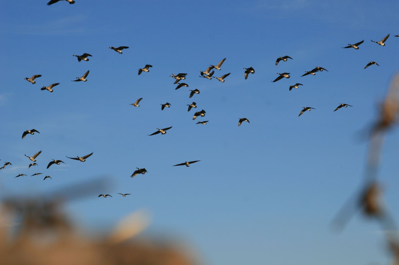 Snow geese against a clear Saskatchewan blue sky on a spring conservation hunt Snow geese against a clear Saskatchewan blue sky on a spring conservation hunt