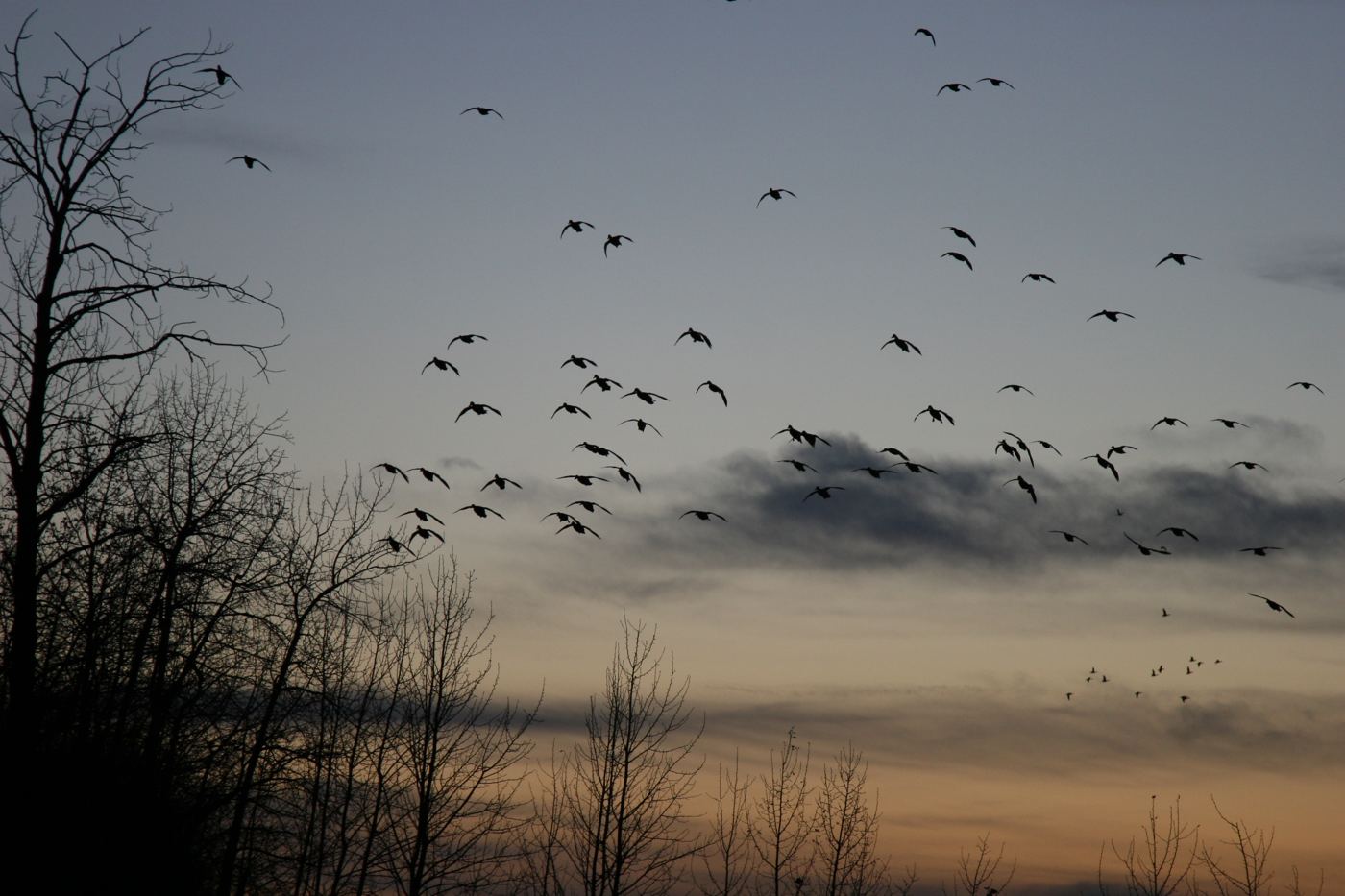 Silhouetted ducks at sunset over the Saskatchewan prairies Silhouetted ducks at sunset over the Saskatchewan prairies