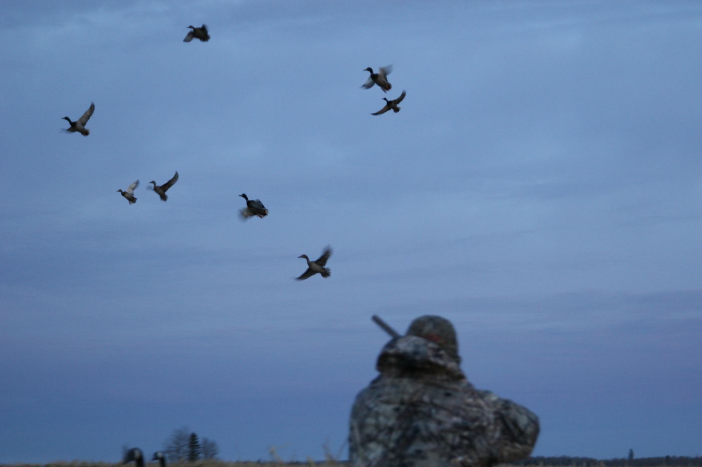 Mallards decoying in over a hunter on a guided Saskatchewan duck hunt Mallards decoying in over a hunter on a guided Saskatchewan duck hunt