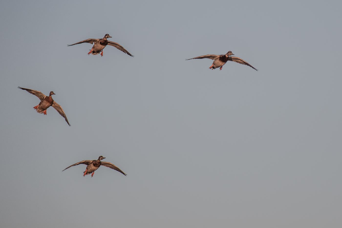 Four ducks cupping their wings low to the decoys on a Saskatchewan field hunt Four ducks cupping their wings low to the decoys on a Saskatchewan field hunt
