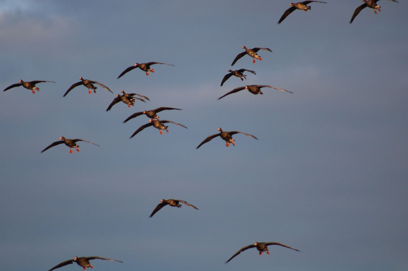 Ducks flying past at golden hour on a Saskatchewan waterfowl hunt Ducks flying past at golden hour on a Saskatchewan waterfowl hunt