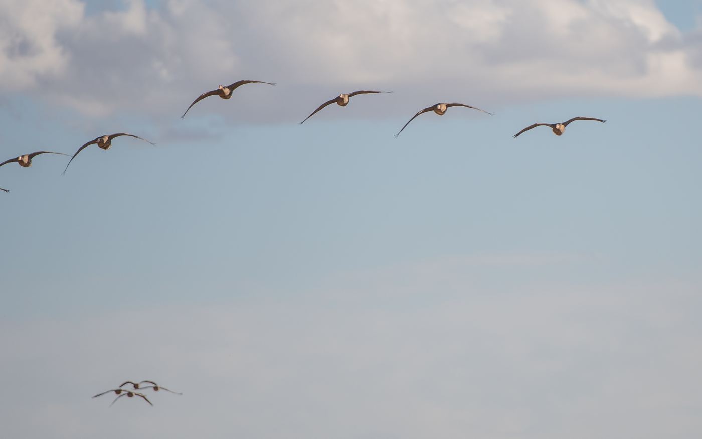 Canada geese in formation flying past at first light on a Saskatchewan goose hunt Canada geese in formation flying past at first light on a Saskatchewan goose hunt