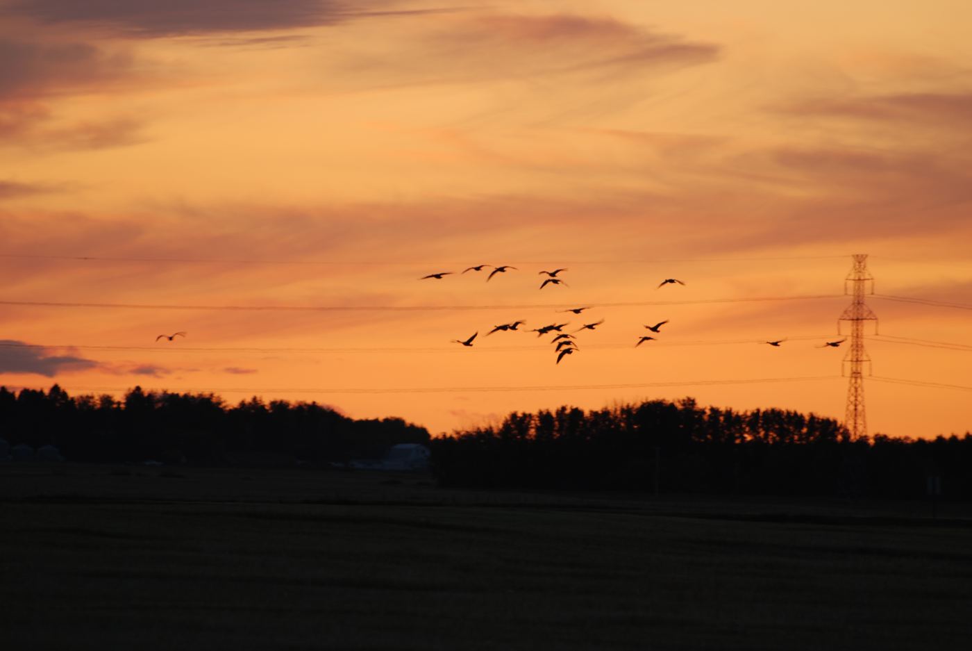 Geese flying in formation at sunset over the Saskatchewan prairies Geese flying in formation at sunset over the Saskatchewan prairies