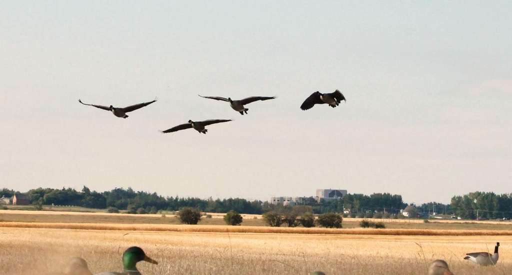 Canada geese cupping wings over the decoy spread on a Saskatchewan goose hunt Canada geese cupping wings over the decoy spread on a Saskatchewan goose hunt