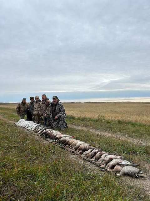 Long line of sandhill cranes after a Saskatchewan crane hunt with Prairies Edge Outfitting Long line of sandhill cranes after a Saskatchewan crane hunt with Prairies Edge Outfitting