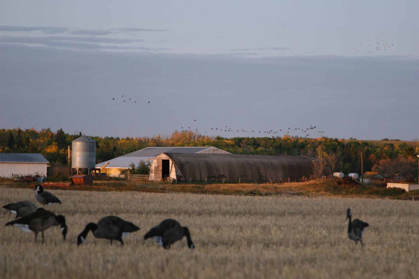 Live Canada geese feeding on a Saskatchewan harvest field with a prairie barn behind Live Canada geese feeding on a Saskatchewan harvest field with a prairie barn behind