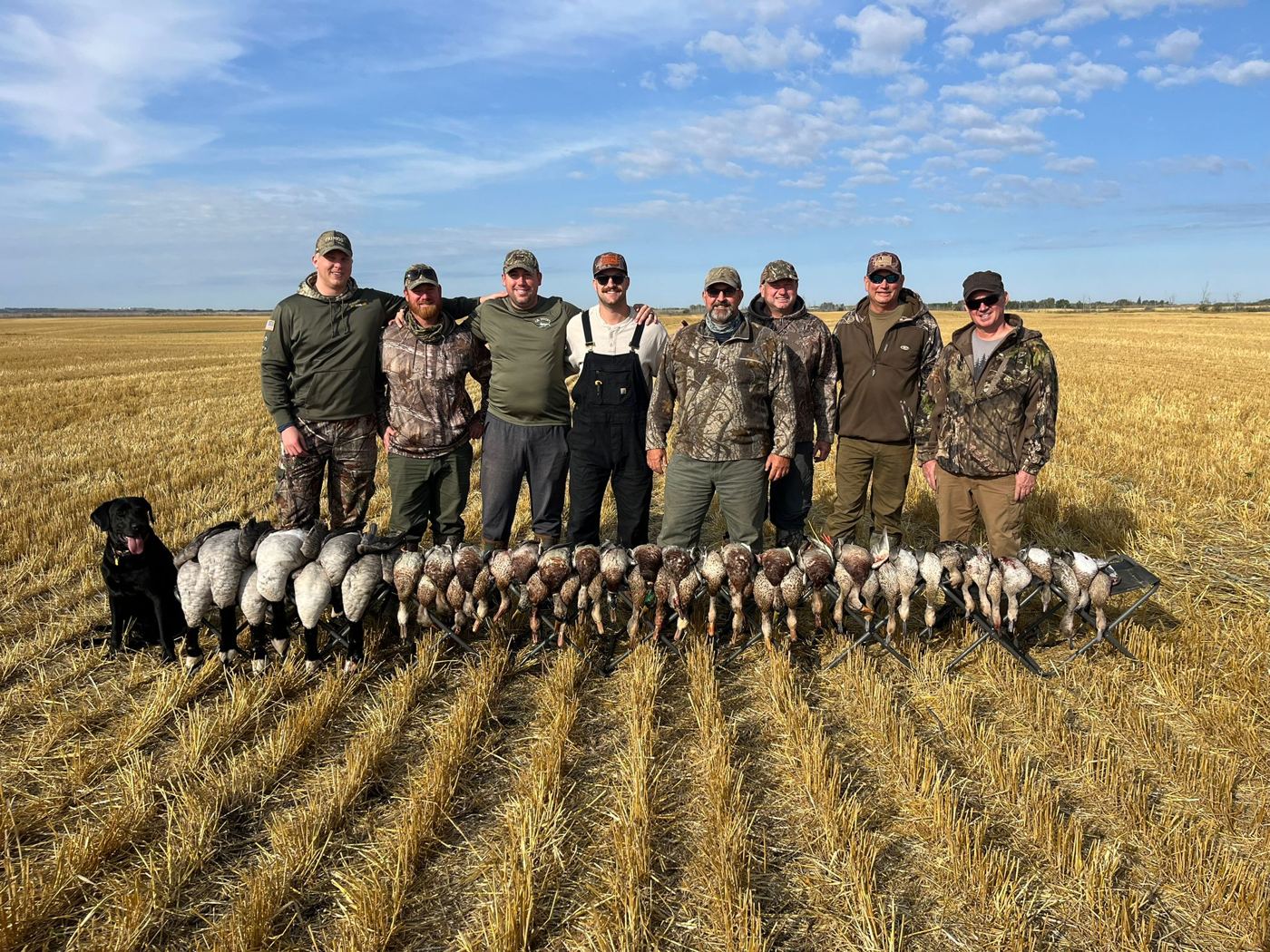 Mixed Canada and snow goose group with hunters and a black Labrador on a Saskatchewan field hunt Mixed Canada and snow goose group with hunters and a black Labrador on a Saskatchewan field hunt