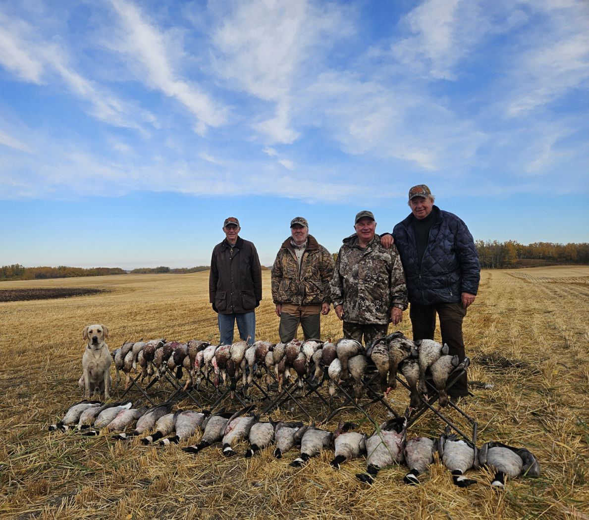 Mixed Canada goose and sandhill crane pile with hunters and a yellow Labrador on a Saskatchewan field Mixed Canada goose and sandhill crane pile with hunters and a yellow Labrador on a Saskatchewan field