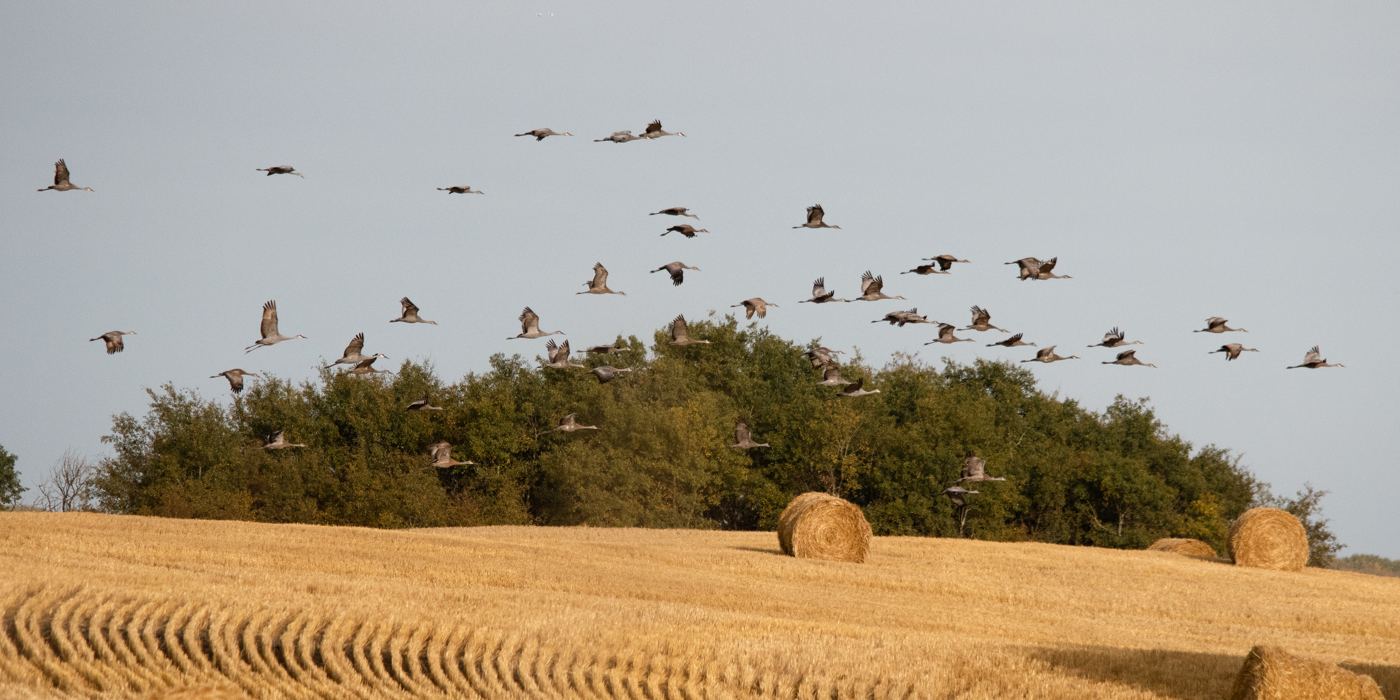 Sandhill cranes flying over a Saskatchewan harvest field with round hay bales Sandhill cranes flying over a Saskatchewan harvest field with round hay bales
