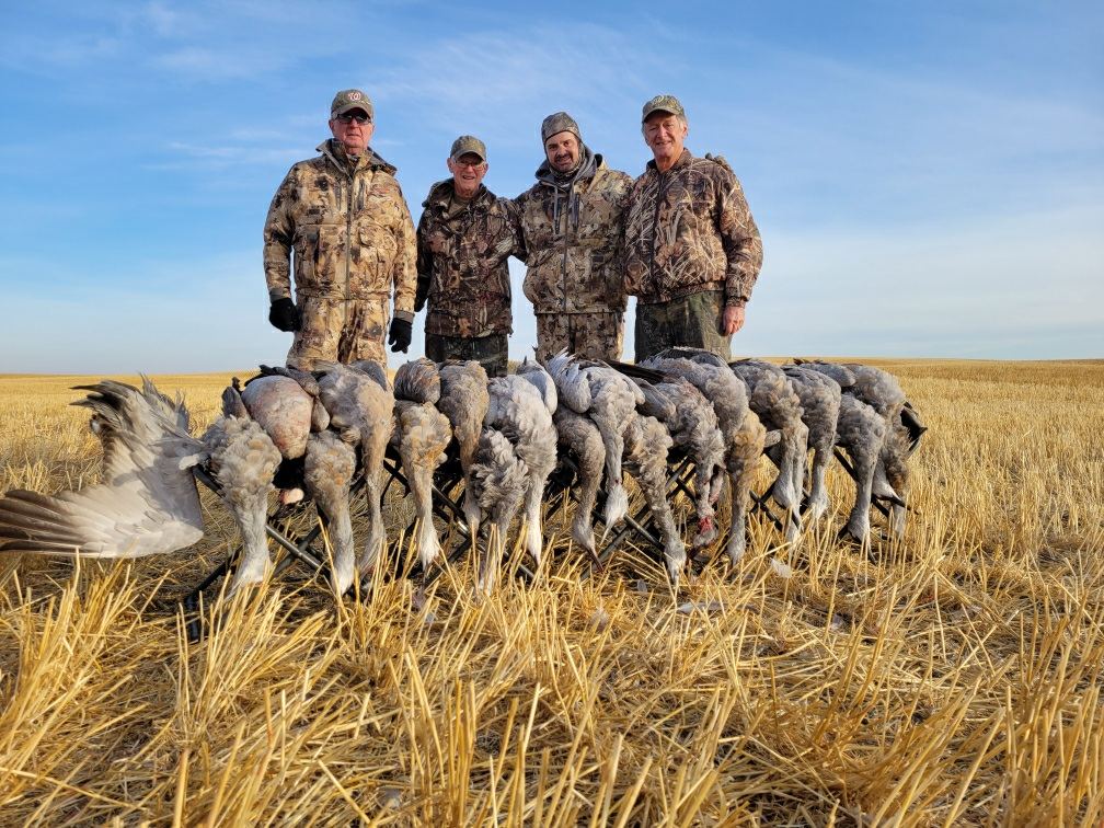 Four hunters kneeling behind a line of sandhill cranes on a Saskatchewan field Four hunters kneeling behind a line of sandhill cranes on a Saskatchewan field