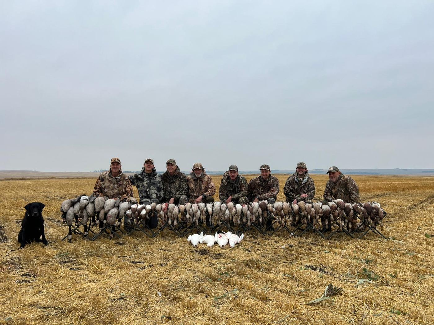 Seven hunters with a long line of sandhill cranes and a black Labrador on a Saskatchewan crane hunt Seven hunters with a long line of sandhill cranes and a black Labrador on a Saskatchewan crane hunt