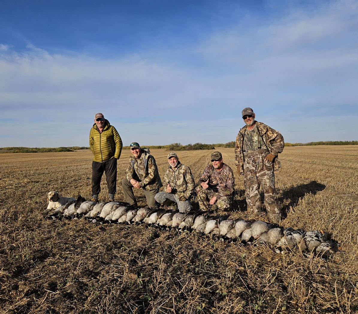 Five hunters with a row of sandhill cranes after a guided Saskatchewan crane hunt Five hunters with a row of sandhill cranes after a guided Saskatchewan crane hunt