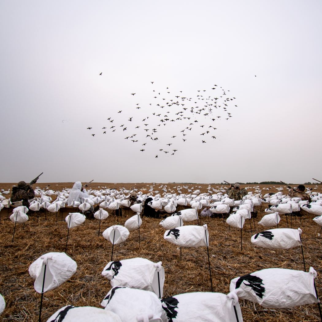 Snow goose decoy spread with a flock returning overhead on a Saskatchewan spring hunt Snow goose decoy spread with a flock returning overhead on a Saskatchewan spring hunt