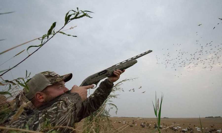 Hunter shouldering a shotgun as snow geese pour in over a Saskatchewan spring decoy spread Hunter shouldering a shotgun as snow geese pour in over a Saskatchewan spring decoy spread