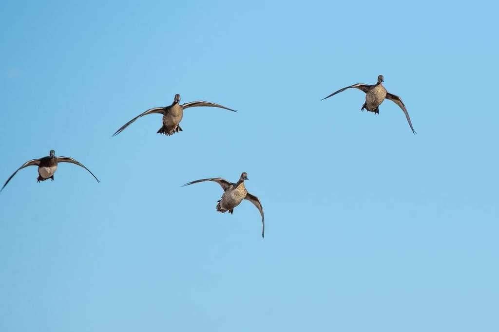 Pintails cupping wings over the decoys on a guided Saskatchewan duck hunt Pintails cupping wings over the decoys on a guided Saskatchewan duck hunt