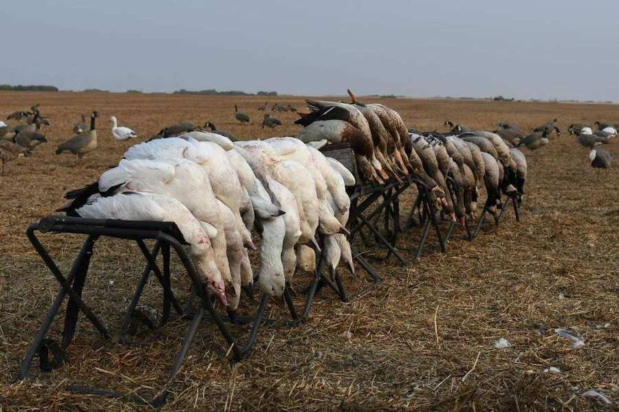 Saskatchewan goose hunts photo Recent Saskatchewan goose hunts with Prairies Edge Outfitting