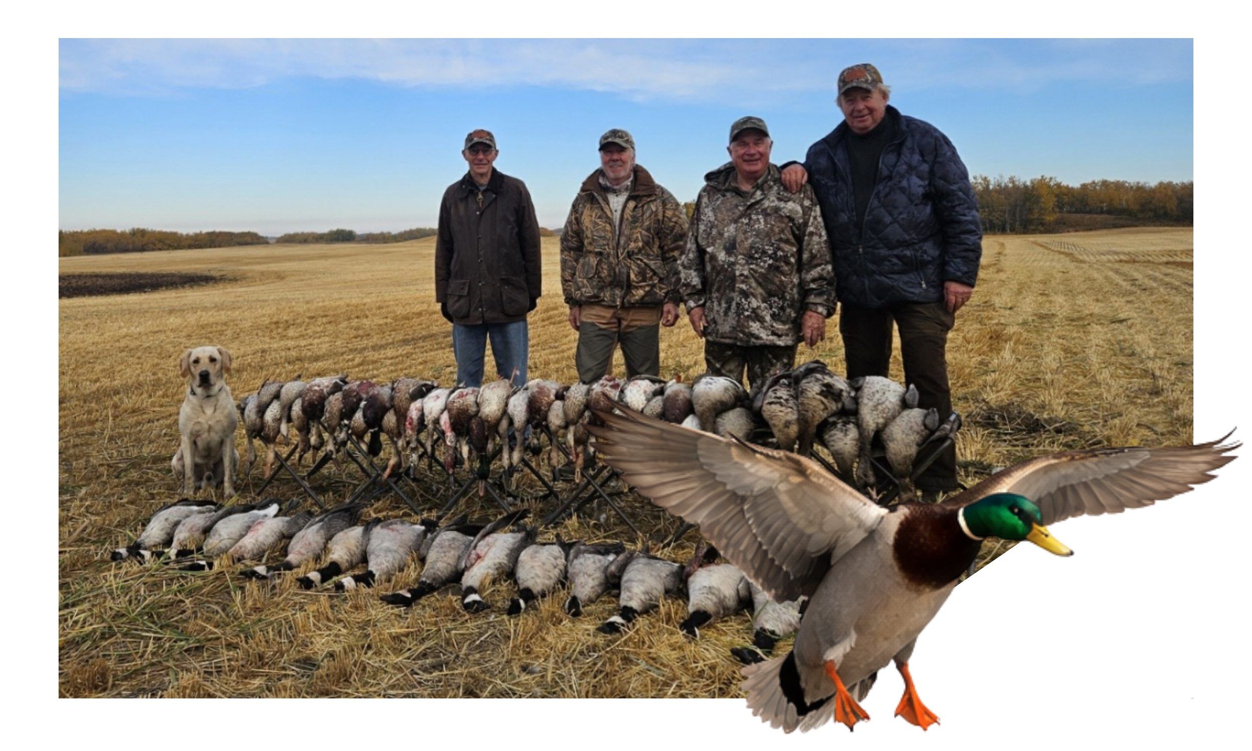 Saskatchewan duck hunting guides setting up a field spread