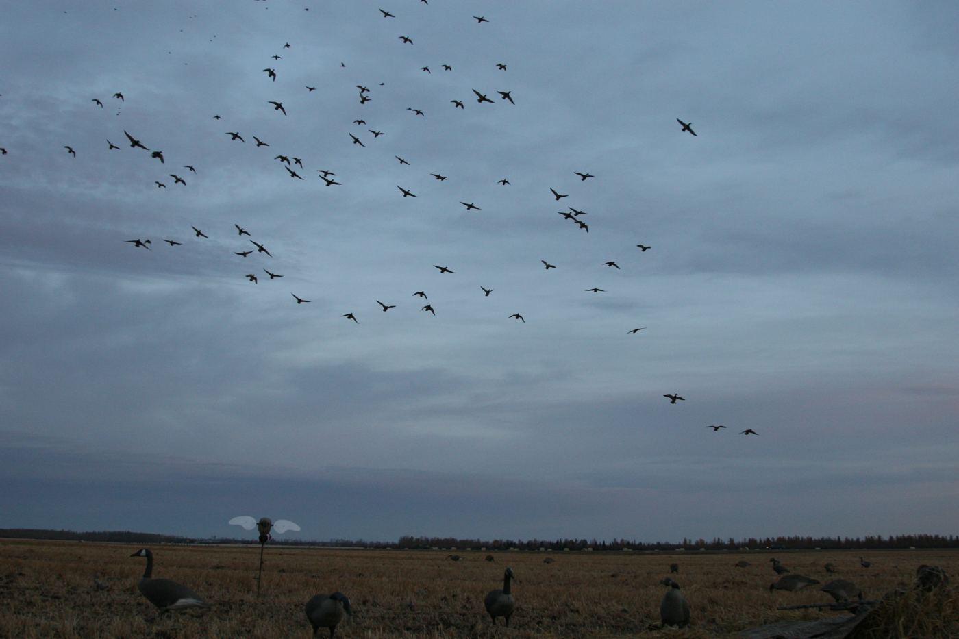 Saskatchewan waterfowl hunt — mallards decoying over the Prairies Edge Outfitting spread Flock of mallards decoying over the Prairies Edge Outfitting decoy spread on a Saskatchewan field at first light