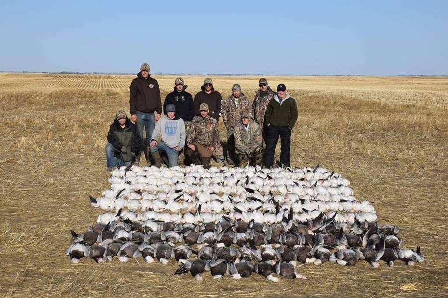 Saskatchewan spring snow goose hunts photo Recent Saskatchewan spring snow goose hunts with Prairies Edge Outfitting