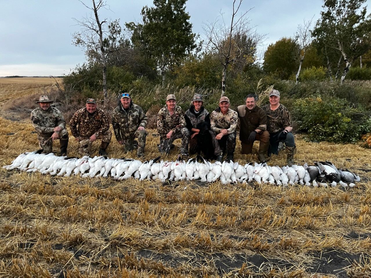Saskatchewan spring snow goose hunts photo Recent Saskatchewan spring snow goose hunts with Prairies Edge Outfitting
