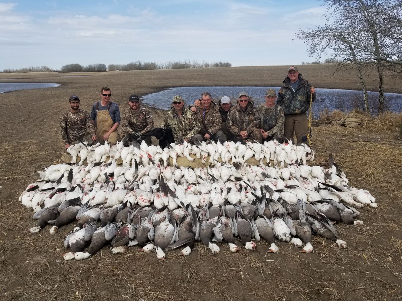 Saskatchewan spring snow goose hunts - Prairies Edge Outfitting Guided spring snow goose hunts in Saskatchewan with Prairies Edge Outfitting