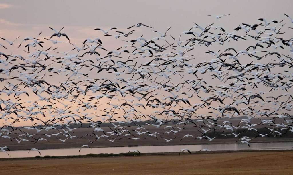 Saskatchewan spring snow goose hunts photo Recent Saskatchewan spring snow goose hunts with Prairies Edge Outfitting