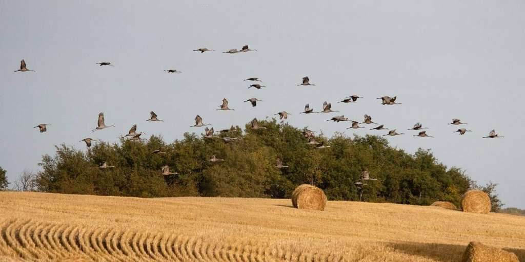 A typical morning Saskatchewan waterfowl hunt Sandhill cranes flying over Saskatchewan harvest fields at first light - a typical morning on a Prairies Edge Outfitting waterfowl hunt